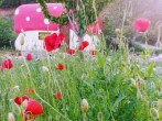 House through poppies